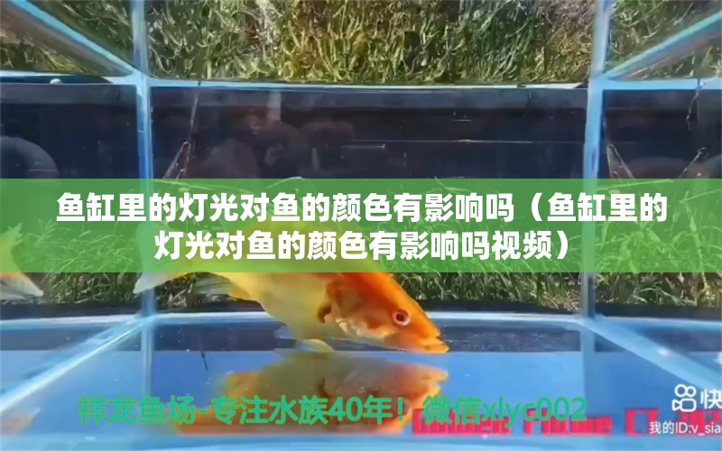 魚缸里的燈光對魚的顏色有影響嗎（魚缸里的燈光對魚的顏色有影響嗎視頻）