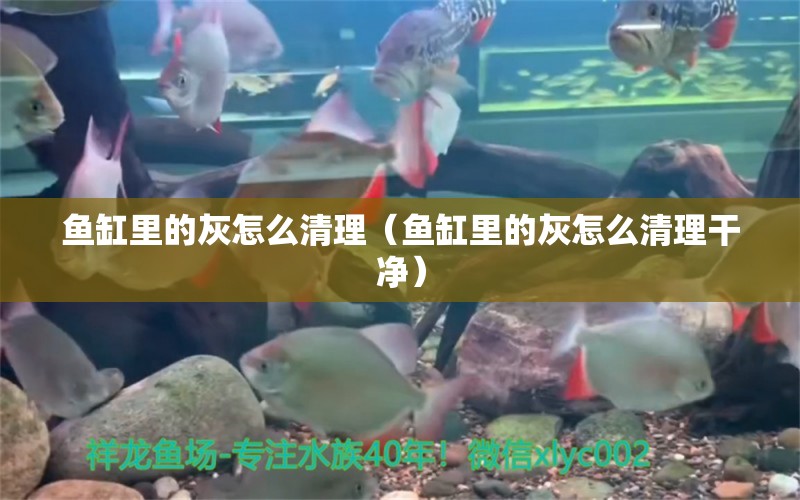 魚缸里的灰怎么清理（魚缸里的灰怎么清理干凈） 祥龍水族醫(yī)院