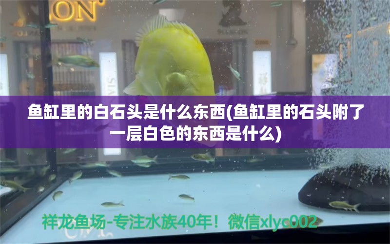 魚缸里的白石頭是什么東西(魚缸里的石頭附了一層白色的東西是什么) 雪龍魚