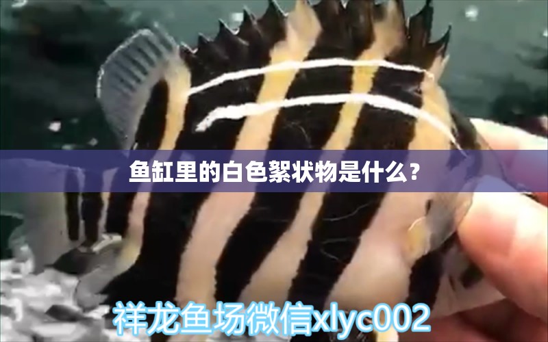 魚缸里的白色絮狀物是什么？ 養(yǎng)魚知識