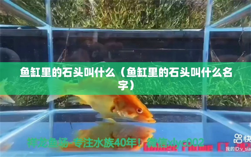 魚缸里的石頭叫什么（魚缸里的石頭叫什么名字）