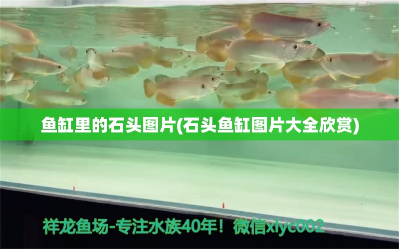 魚缸里的石頭圖片(石頭魚缸圖片大全欣賞) 觀賞龜/鱉飼料