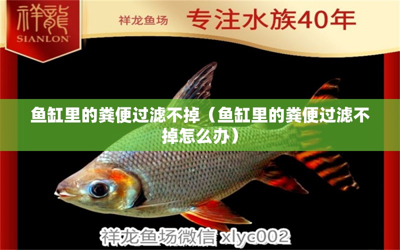 魚缸里的糞便過(guò)濾不掉（魚缸里的糞便過(guò)濾不掉怎么辦）