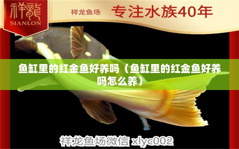 魚缸里的紅金魚好養(yǎng)嗎（魚缸里的紅金魚好養(yǎng)嗎怎么養(yǎng)） 祥龍進(jìn)口元寶鳳凰魚