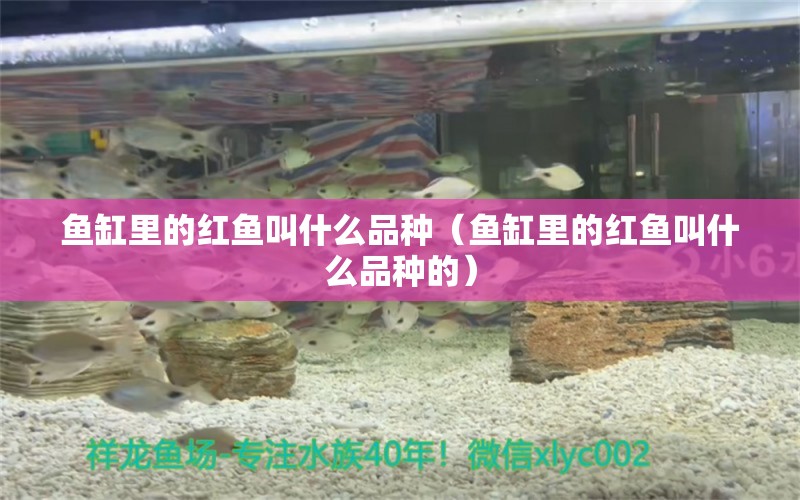 魚缸里的紅魚叫什么品種（魚缸里的紅魚叫什么品種的）