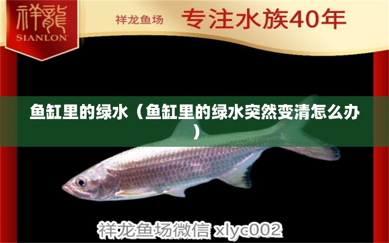 魚缸里的綠水（魚缸里的綠水突然變清怎么辦） 黃金鴨嘴魚