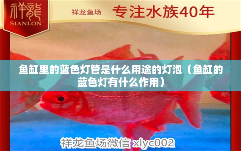 魚缸里的藍色燈管是什么用途的燈泡（魚缸的藍色燈有什么作用） 白化火箭 第1張