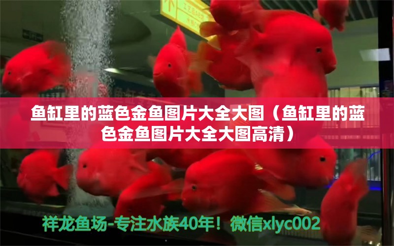 魚缸里的藍(lán)色金魚圖片大全大圖（魚缸里的藍(lán)色金魚圖片大全大圖高清） 魚缸風(fēng)水