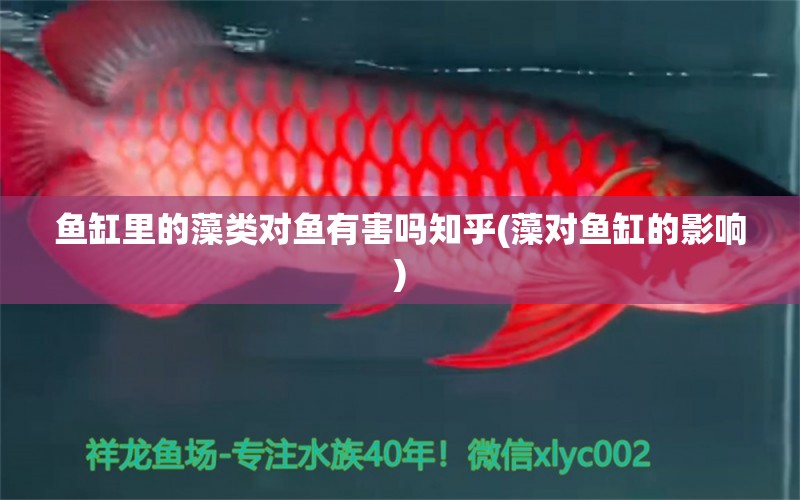 魚缸里的藻類對魚有害嗎知乎(藻對魚缸的影響) 龍魚疾病與治療