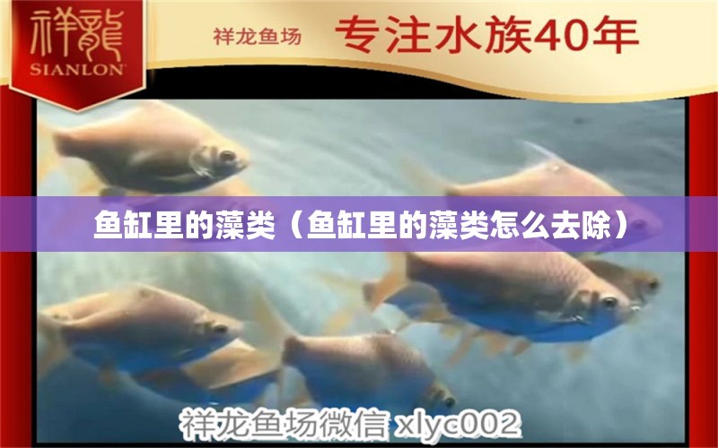 魚缸里的藻類（魚缸里的藻類怎么去除） 龍魚疾病與治療