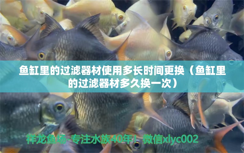 魚缸里的過濾器材使用多長時間更換（魚缸里的過濾器材多久換一次） 廣州觀賞魚批發(fā)市場