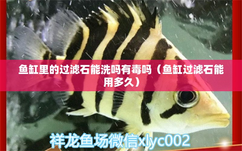 魚(yú)缸里的過(guò)濾石能洗嗎有毒嗎（魚(yú)缸過(guò)濾石能用多久）