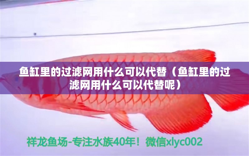 魚缸里的過濾網(wǎng)用什么可以代替（魚缸里的過濾網(wǎng)用什么可以代替呢）