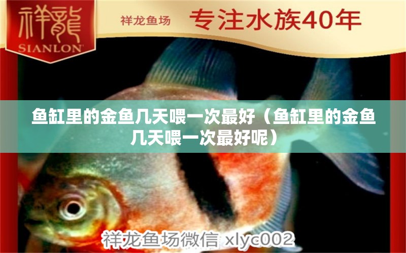 魚(yú)缸里的金魚(yú)幾天喂一次最好（魚(yú)缸里的金魚(yú)幾天喂一次最好呢）