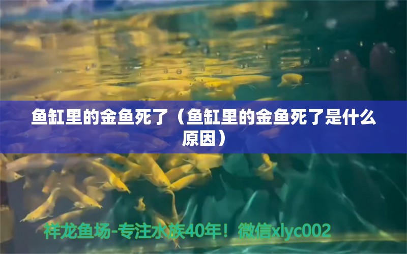 魚(yú)缸里的金魚(yú)死了（魚(yú)缸里的金魚(yú)死了是什么原因） 眼斑魚(yú)