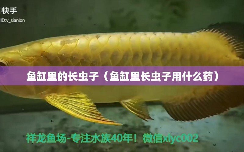 魚缸里的長蟲子（魚缸里長蟲子用什么藥） 廣州觀賞魚批發(fā)市場