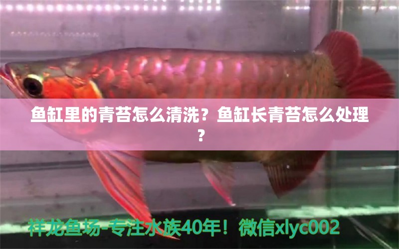 魚缸里的青苔怎么清洗？魚缸長青苔怎么處理？ 養(yǎng)魚知識