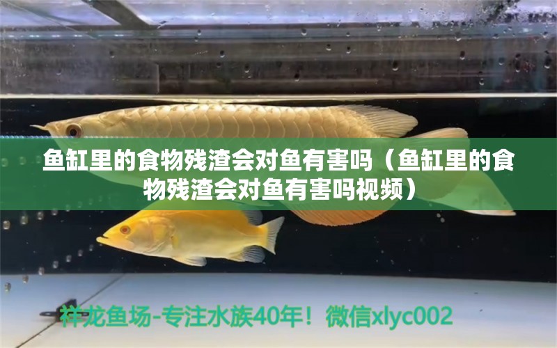 魚缸里的食物殘渣會對魚有害嗎（魚缸里的食物殘渣會對魚有害嗎視頻） 廣州觀賞魚批發(fā)市場