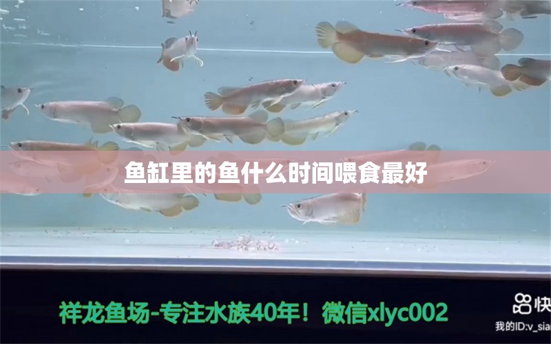 魚(yú)缸里的魚(yú)什么時(shí)間喂食最好 水族問(wèn)答 第2張