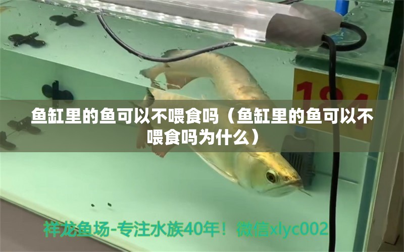 魚缸里的魚可以不喂食嗎（魚缸里的魚可以不喂食嗎為什么） 銀古魚苗