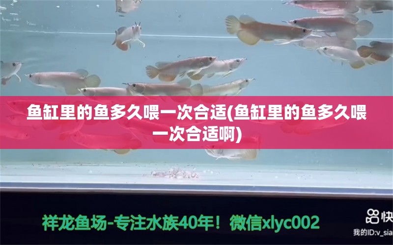 魚缸里的魚多久喂一次合適(魚缸里的魚多久喂一次合適啊) 大湖紅龍魚