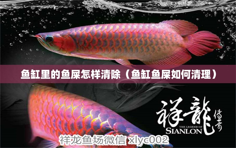 魚(yú)缸里的魚(yú)屎怎樣清除（魚(yú)缸魚(yú)屎如何清理） 紅龍福龍魚(yú)