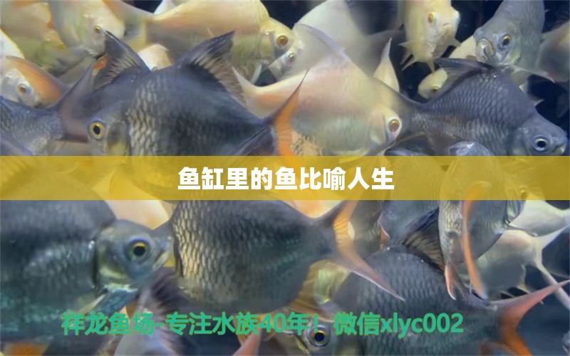 魚缸里的魚比喻人生 祥龍魚場