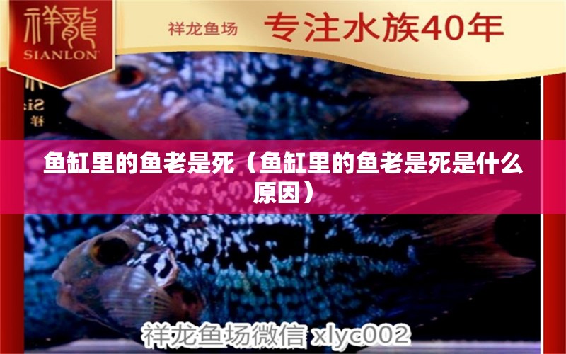 魚缸里的魚老是死（魚缸里的魚老是死是什么原因） 祥龍水族醫(yī)院