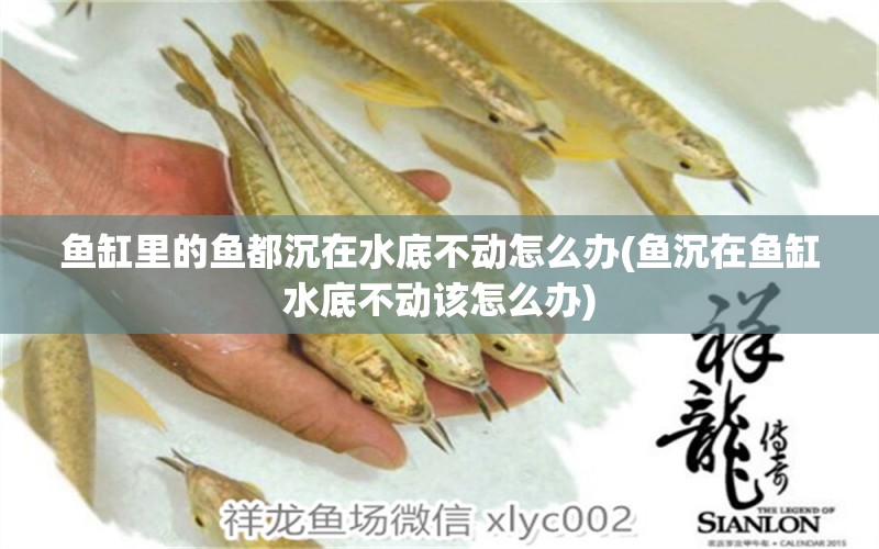 魚缸里的魚都沉在水底不動怎么辦(魚沉在魚缸水底不動該怎么辦) 其它水族用具設備