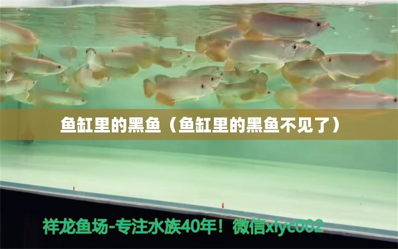 魚缸里的黑魚（魚缸里的黑魚不見了） 祥龍水族醫(yī)院 第1張