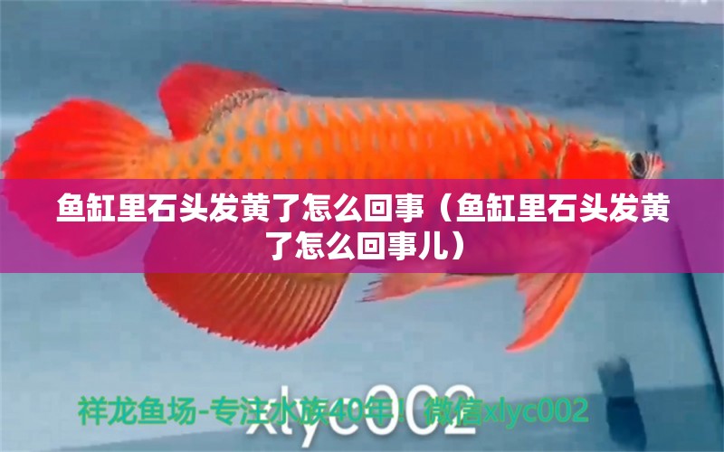 魚(yú)缸里石頭發(fā)黃了怎么回事（魚(yú)缸里石頭發(fā)黃了怎么回事兒） 祥龍水族醫(yī)院 第1張