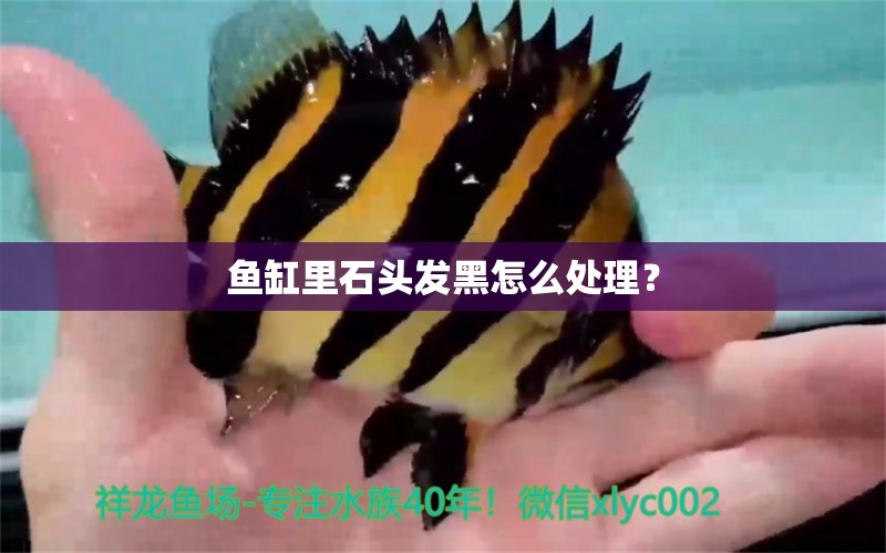 魚缸里石頭發(fā)黑怎么處理？ 養(yǎng)魚知識