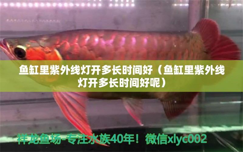 魚缸里紫外線燈開多長時間好（魚缸里紫外線燈開多長時間好呢） 其他品牌魚缸