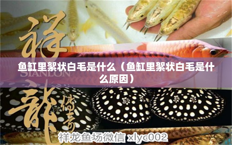 魚缸里絮狀白毛是什么（魚缸里絮狀白毛是什么原因）