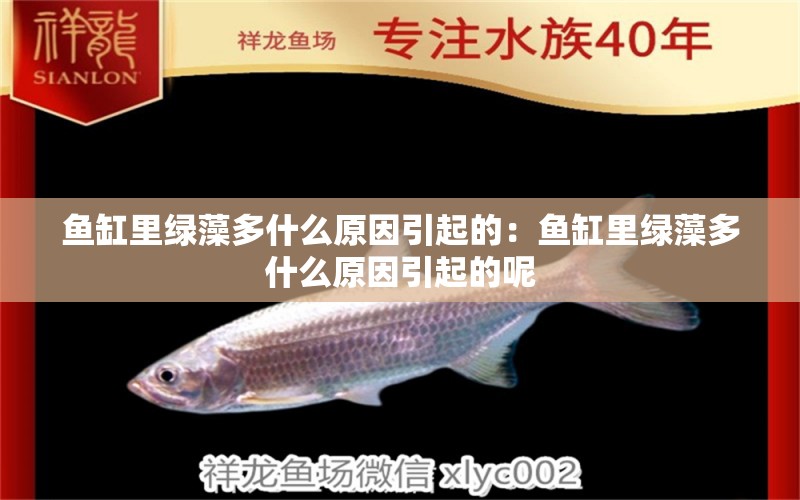 魚缸里綠藻多什么原因引起的：魚缸里綠藻多什么原因引起的呢 觀賞魚市場（混養(yǎng)魚）