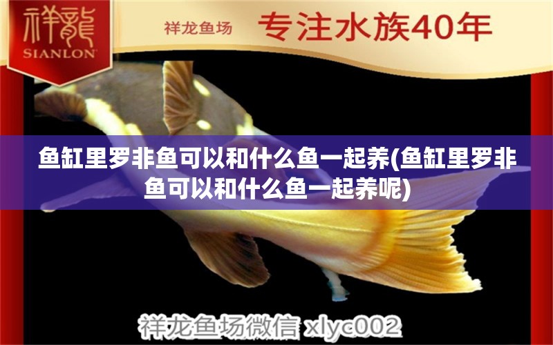 魚缸里羅非魚可以和什么魚一起養(yǎng)(魚缸里羅非魚可以和什么魚一起養(yǎng)呢) 杰西卡恐龍魚