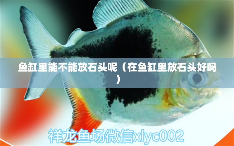 魚缸里能不能放石頭呢（在魚缸里放石頭好嗎）