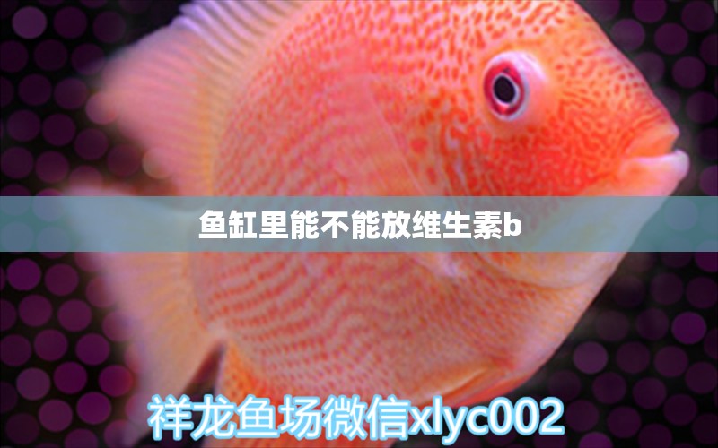 魚(yú)缸里能不能放維生素b