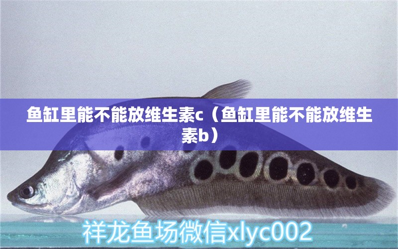 魚(yú)缸里能不能放維生素c（魚(yú)缸里能不能放維生素b） 印尼紅龍魚(yú)