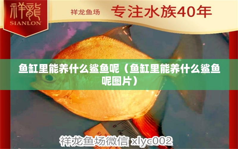 魚缸里能養(yǎng)什么鯊魚呢（魚缸里能養(yǎng)什么鯊魚呢圖片） 野彩魚