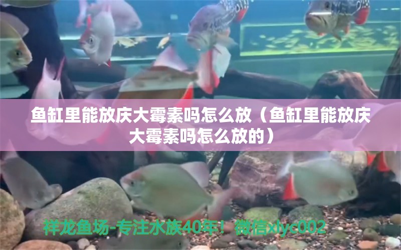 魚缸里能放慶大霉素嗎怎么放（魚缸里能放慶大霉素嗎怎么放的） 黃吉金龍（白子金龍魚）