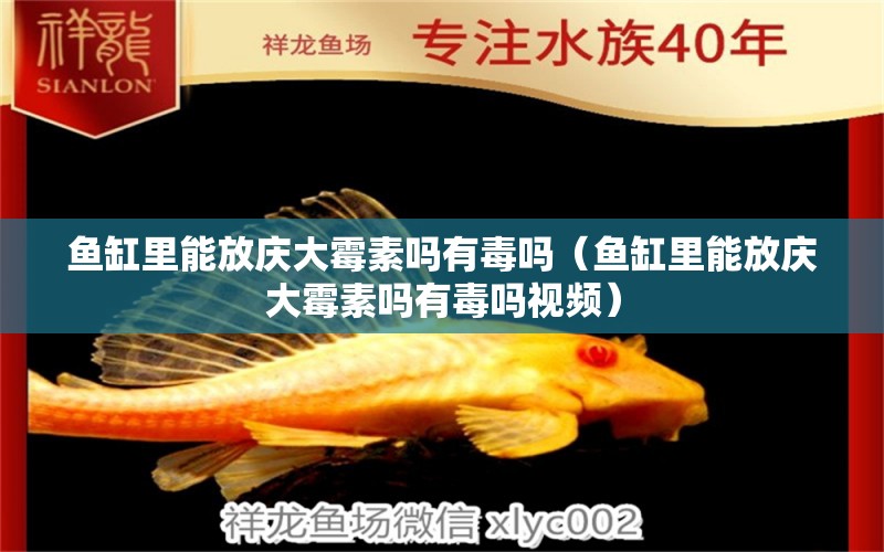 魚缸里能放慶大霉素嗎有毒嗎（魚缸里能放慶大霉素嗎有毒嗎視頻） 祥龍魚場