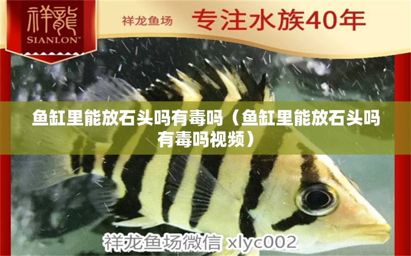 魚缸里能放石頭嗎有毒嗎（魚缸里能放石頭嗎有毒嗎視頻）