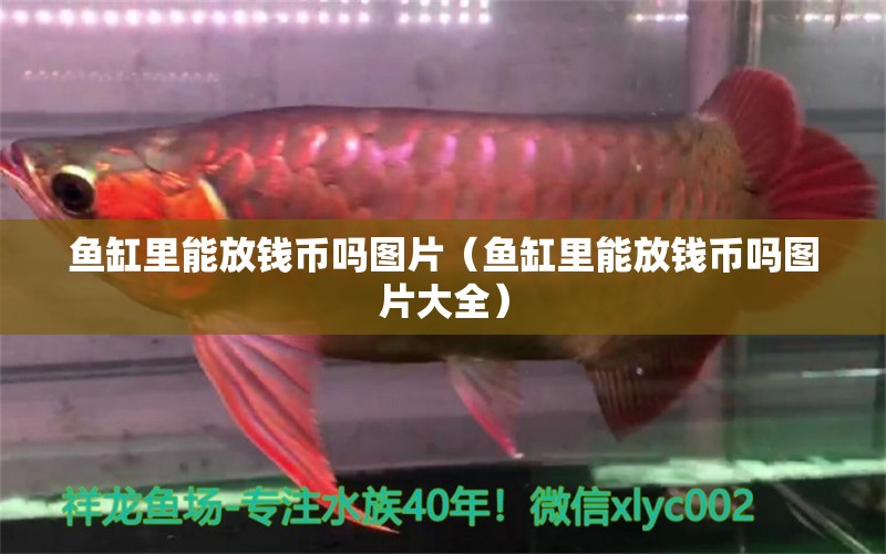 魚(yú)缸里能放錢幣嗎圖片（魚(yú)缸里能放錢幣嗎圖片大全）