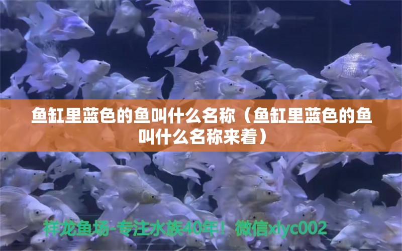 魚缸里藍色的魚叫什么名稱（魚缸里藍色的魚叫什么名稱來著） 龍魚芯片掃碼器