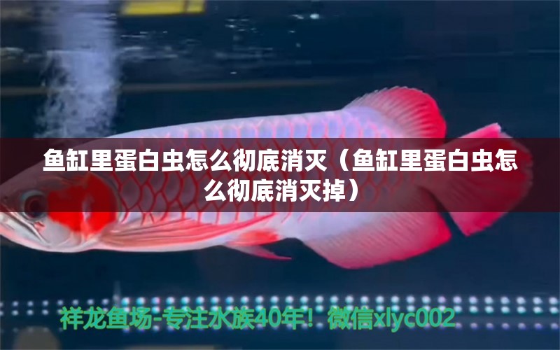 魚缸里蛋白蟲怎么徹底消滅（魚缸里蛋白蟲怎么徹底消滅掉）