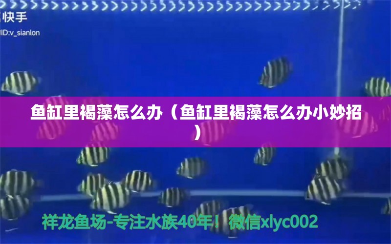 魚缸里褐藻怎么辦（魚缸里褐藻怎么辦小妙招） 祥龍水族醫(yī)院