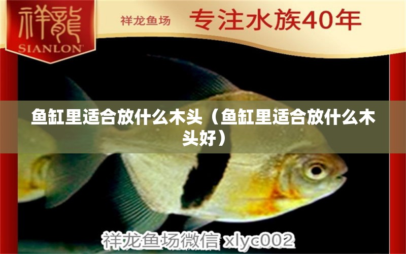 魚缸里適合放什么木頭（魚缸里適合放什么木頭好）