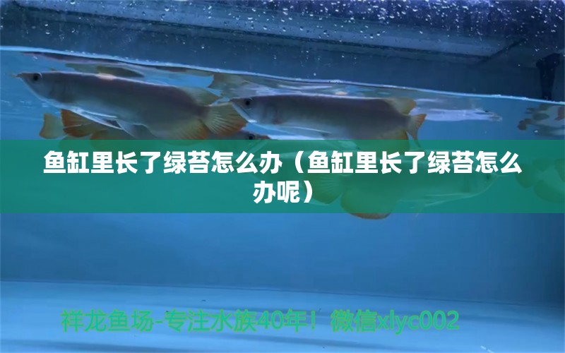 魚缸里長了綠苔怎么辦（魚缸里長了綠苔怎么辦呢）