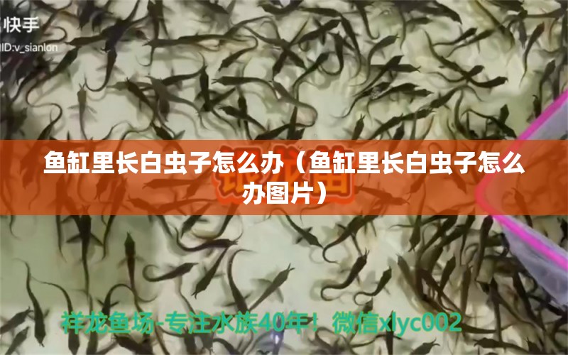 魚缸里長(zhǎng)白蟲子怎么辦（魚缸里長(zhǎng)白蟲子怎么辦圖片）